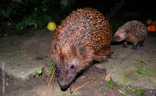 Igel hedgehog urchin photo