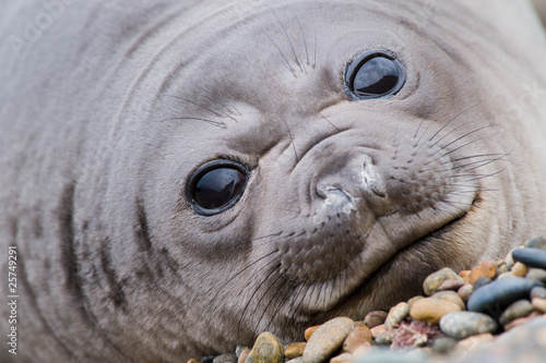Cute Baby seal ..