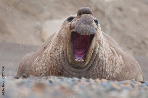 Male Elephant Seal..