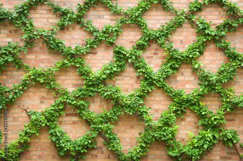 Cross-hatched Vine Trained on a Trellis photo