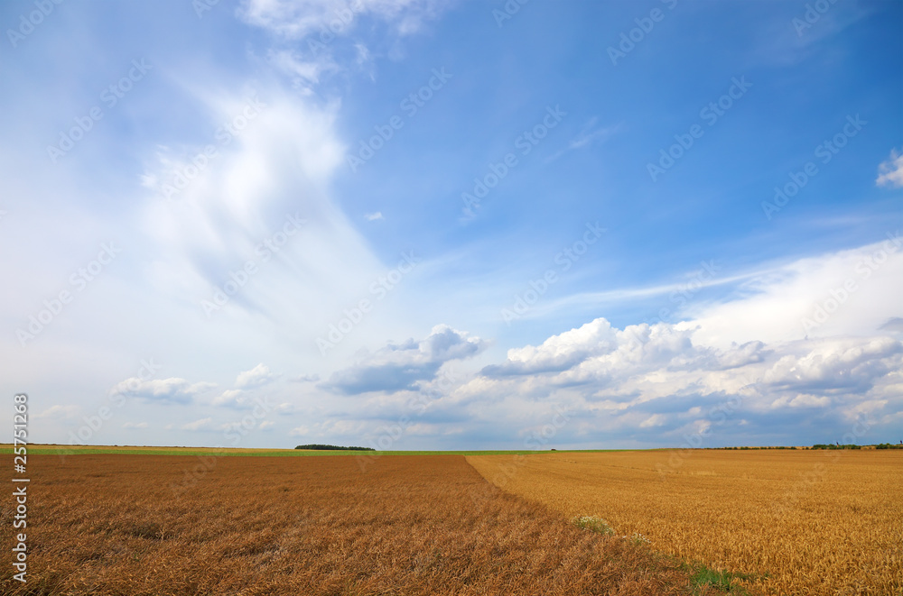 Wheat field and beautiful blue sky with clouds, Europe.