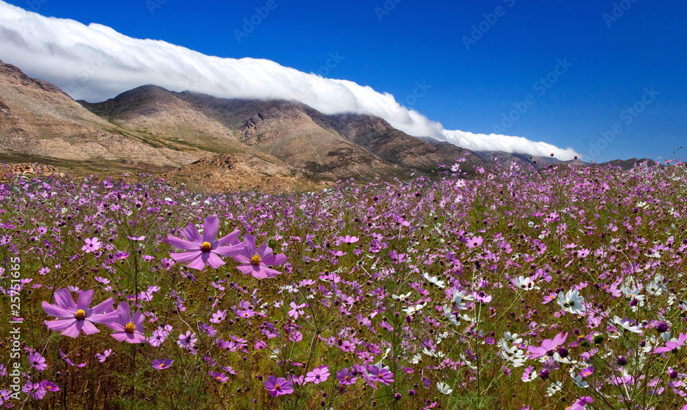 Fototapeta premium wild flower meadow