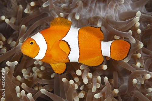 Obraz na płótnie Clown Anemonefish