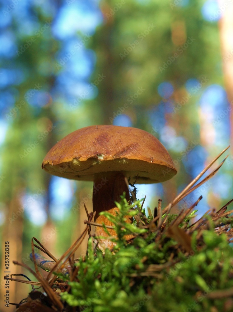 Marone StockFoto Adobe Stock