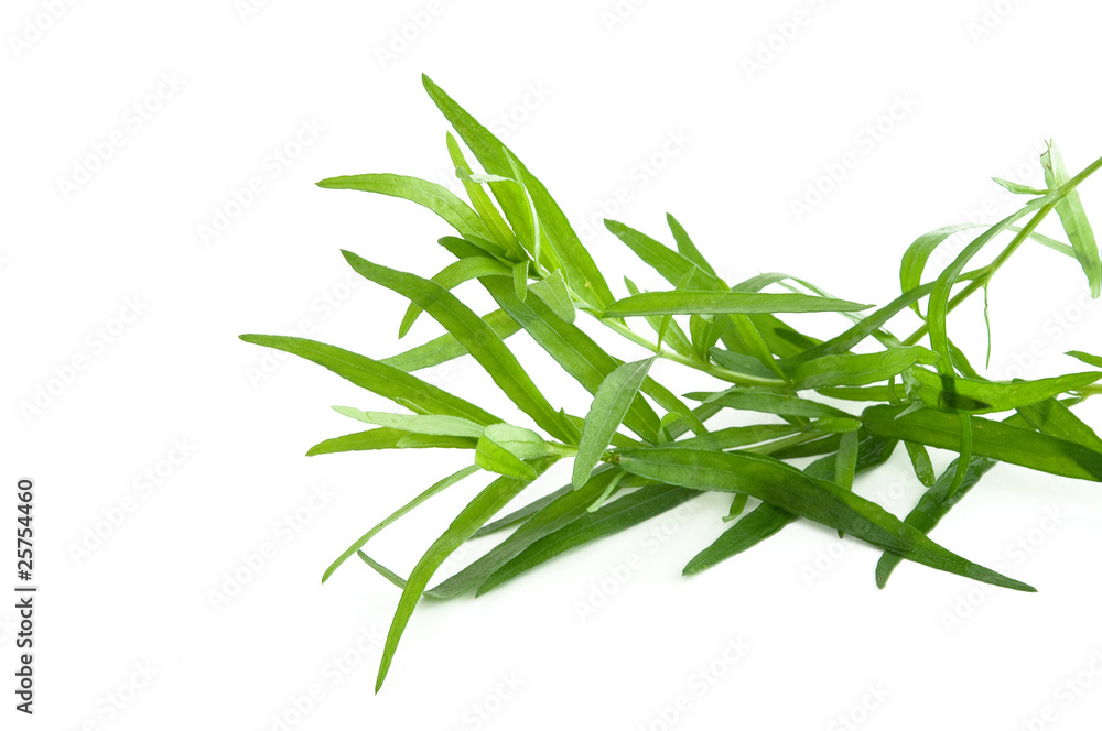 Fototapeta premium Estragon - Tarragon