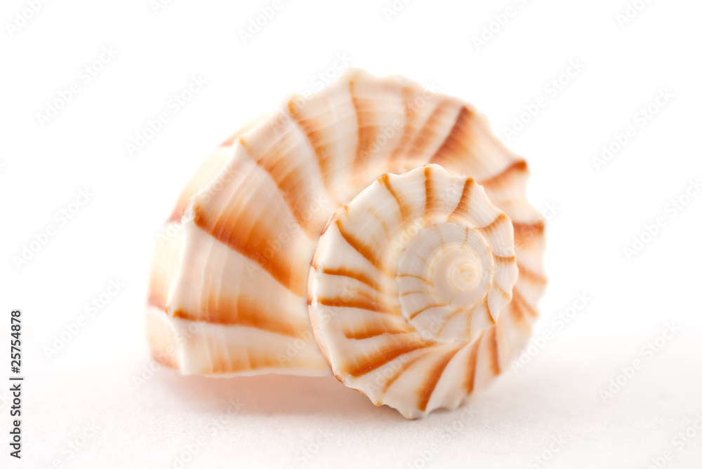 Ocean shell