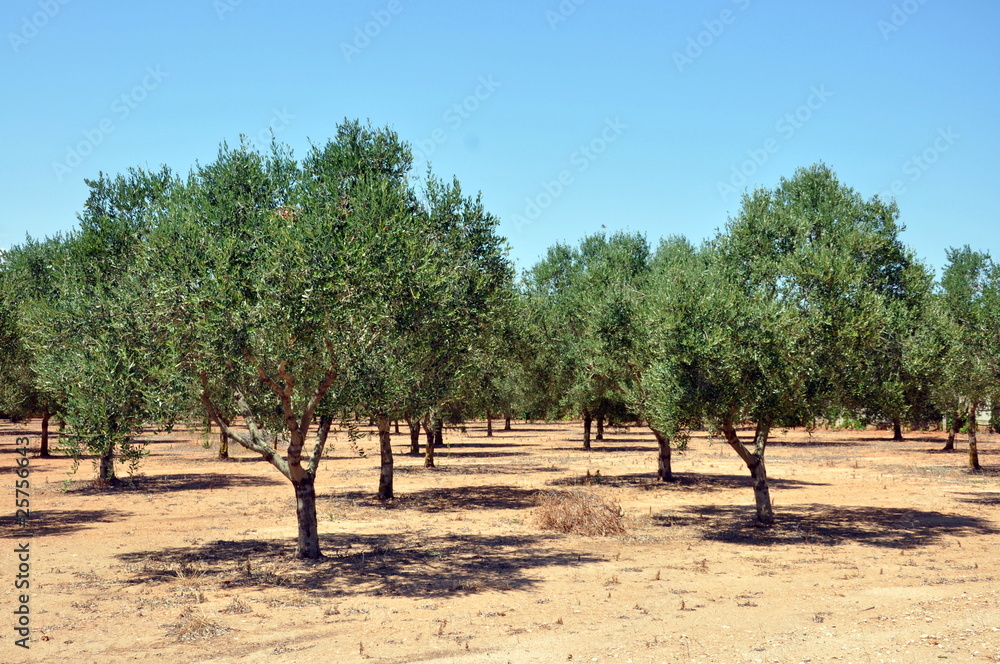 Olivenhain