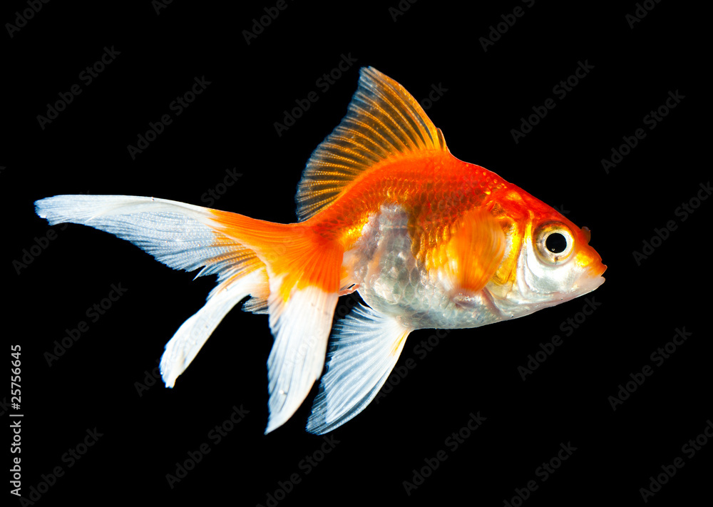 goldfish goldfish