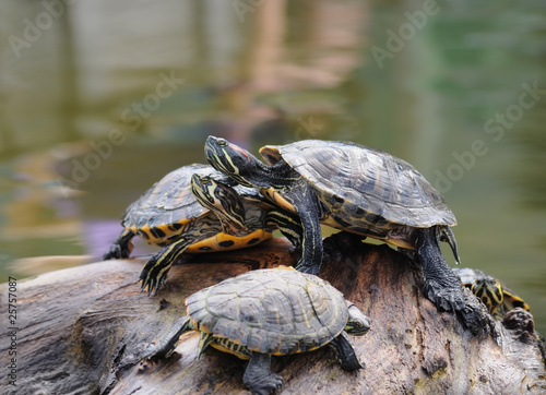 Couple of water turtles on piece of wood in the middle of pond