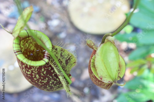 Nepenthes photo