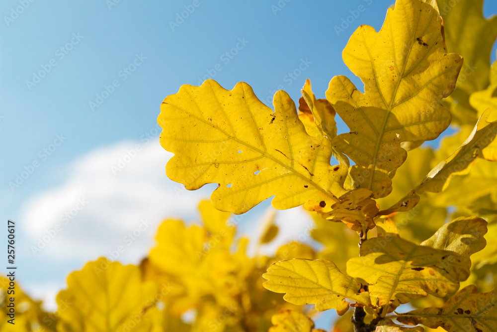 yellow autumnal foliage against the blue sky yellow autumnal foliage against the blue sky