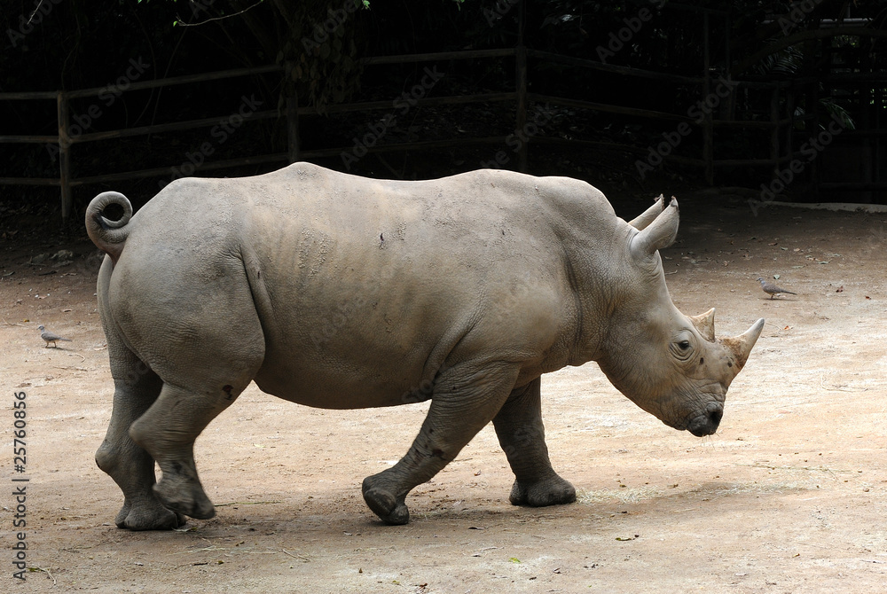 Obraz premium Rhino
