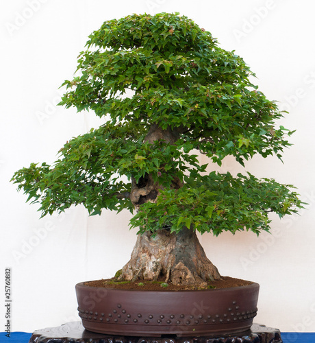 Alter Ahornbaum als Bonsai