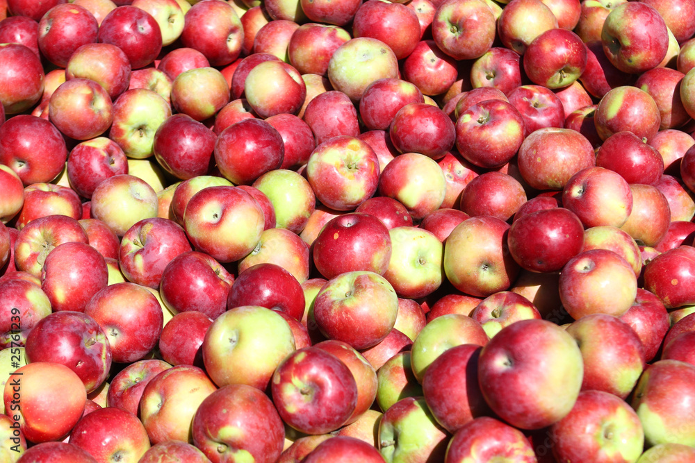 Fresh Bountiful Autumn Harvest Fresh Bountiful Autumn Harvest