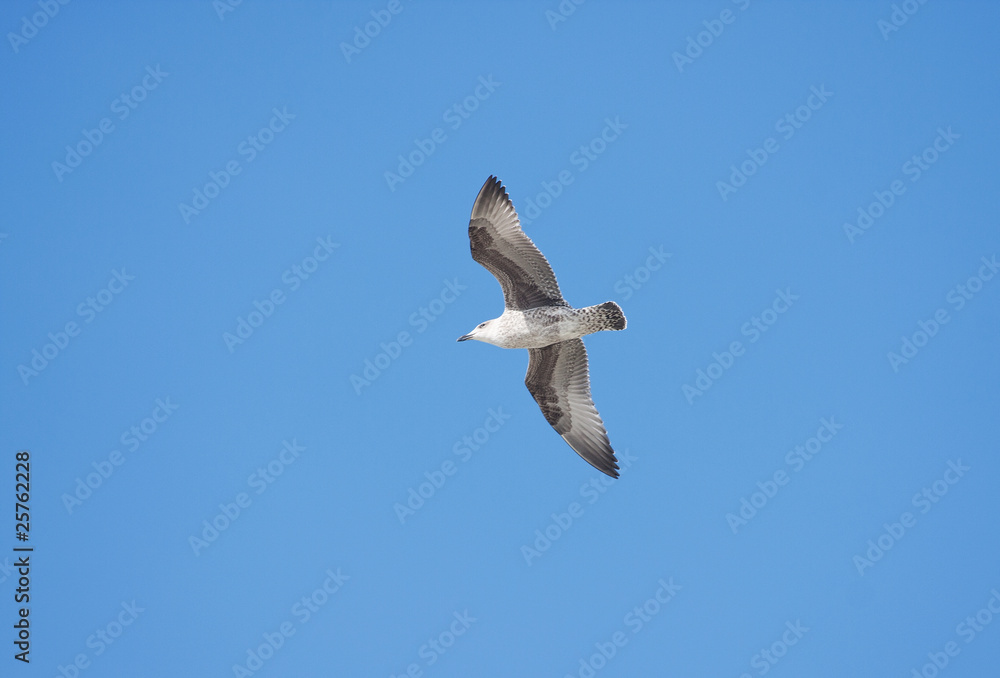 Herring gull flying against blue sky