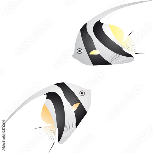 Angelfish vector