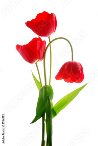 red tulips © saied shahinkiya