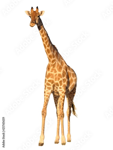 Giraffe isolated on white background © arniepaul