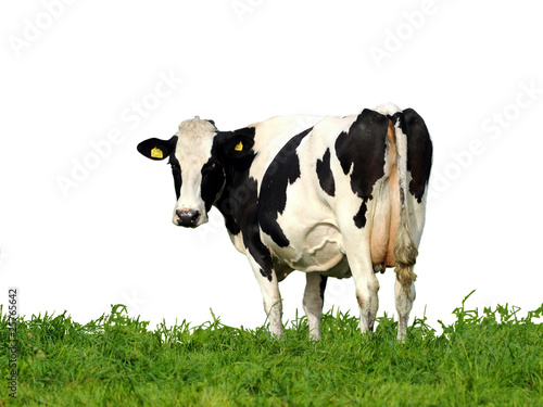 Dutch cow on white background