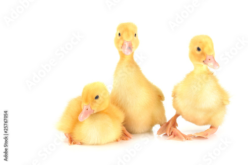 three fluffy chicks