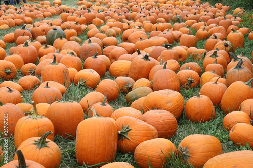 Pumpkin Patch IV
