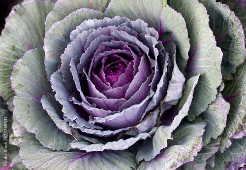 Ornamental cabbage close up