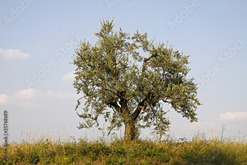 Olivenbaum (Olea europaea), Gardasee - olive tree at Lake Garda