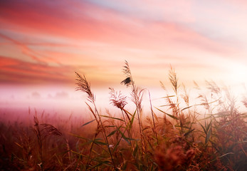 Fotobehang Koraal Mistig landschap in vroege ochtend  © Subbotina Anna