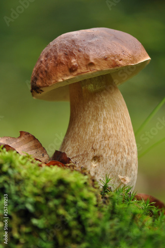 Fotografía Steinpilz