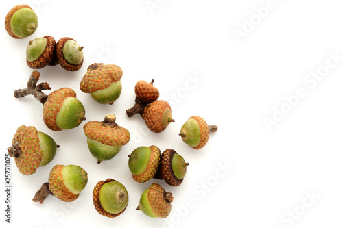 Small group of unripe green acorns on white
