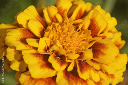 Tagetes flower closeup 