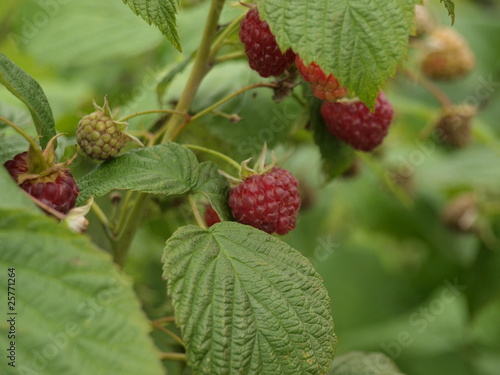 ripe red raspberries on the bush with green