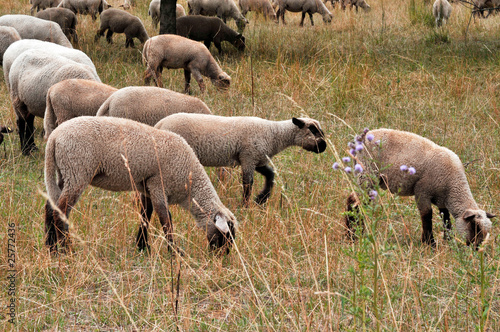 Flock of sheep grazing on a field