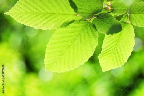 green summer leaf