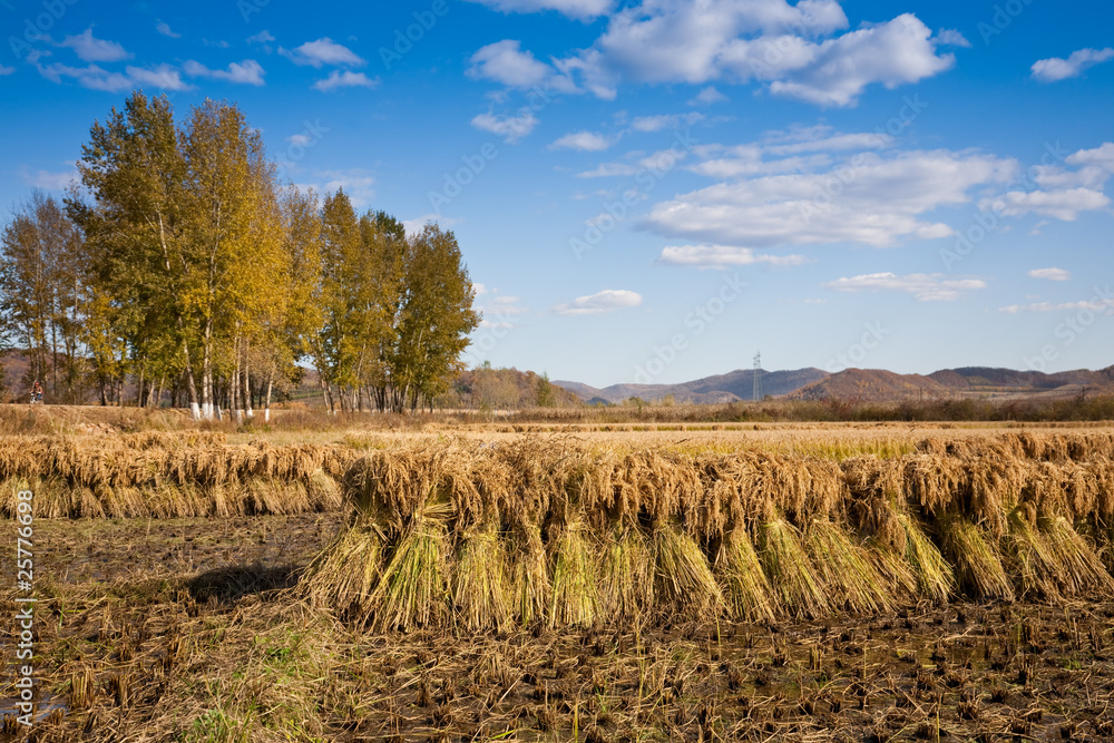 autumn rural landscape