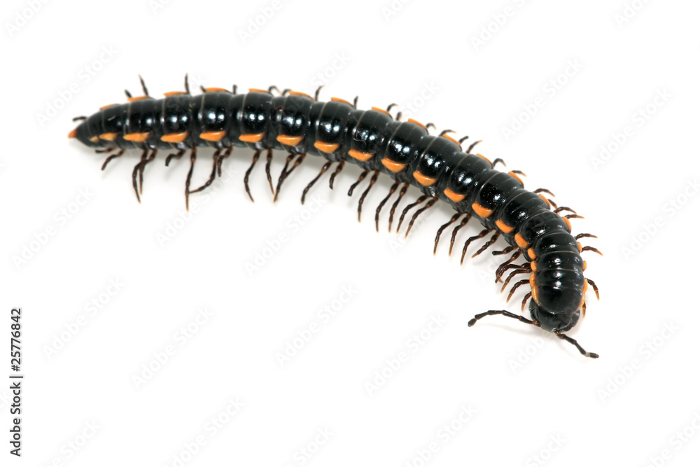 prospirobolus prospirobolus