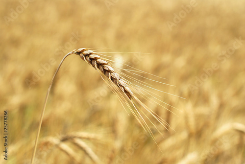 Wheaten field background
