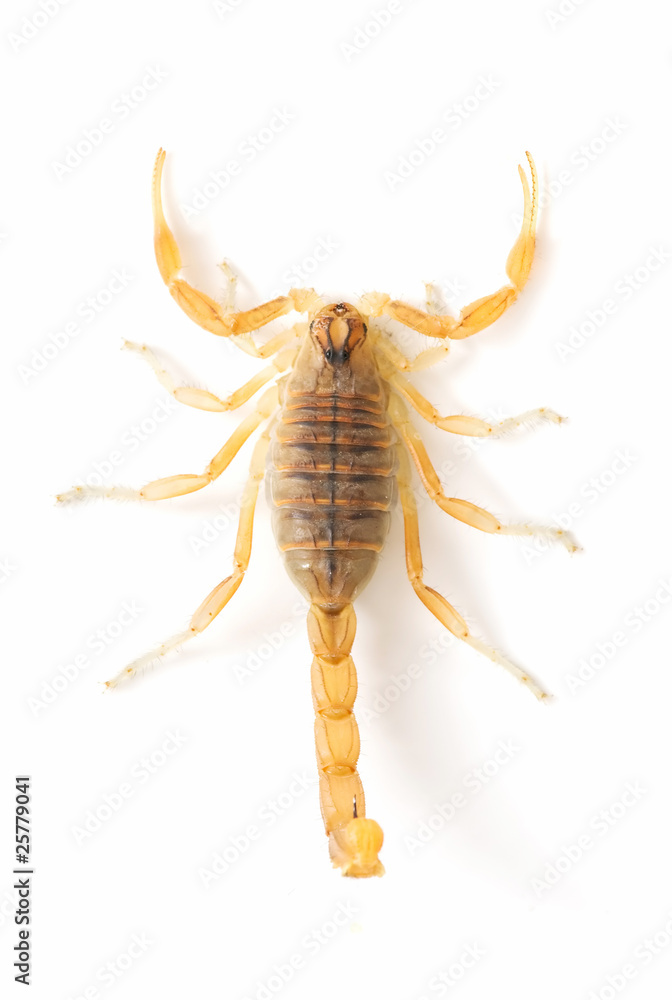 Scorpion on white background Scorpion on white background