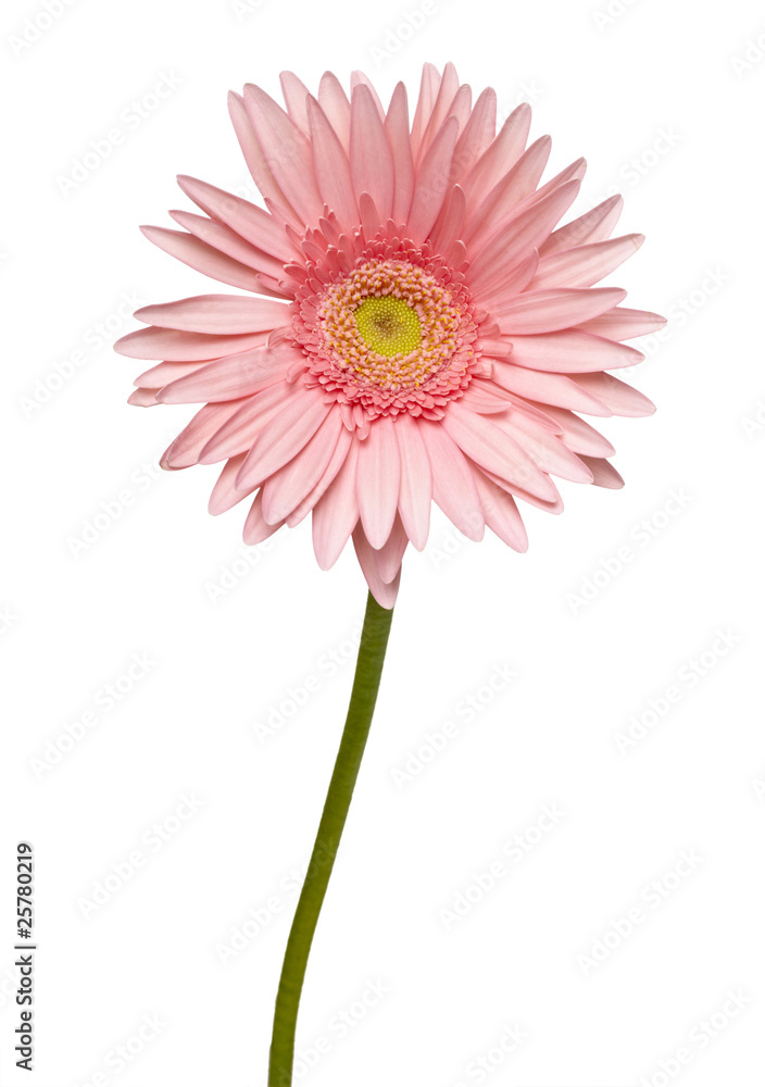 flower nature garden botany daisy bloom flower nature garden botany daisy bloom