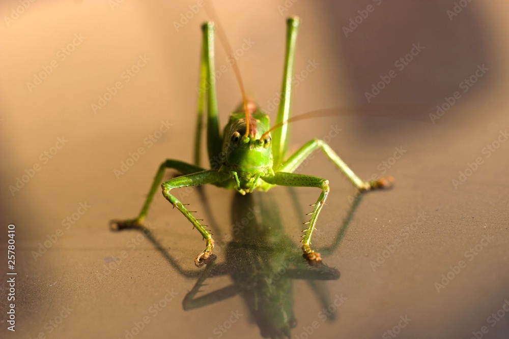 Fototapeta premium insect