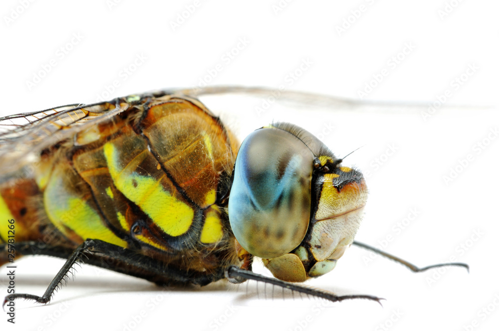 Front part of Aeshna affinis dragonfly body