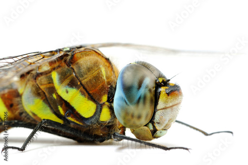 Obraz na płótnie Front part of Aeshna affinis dragonfly body w salonie