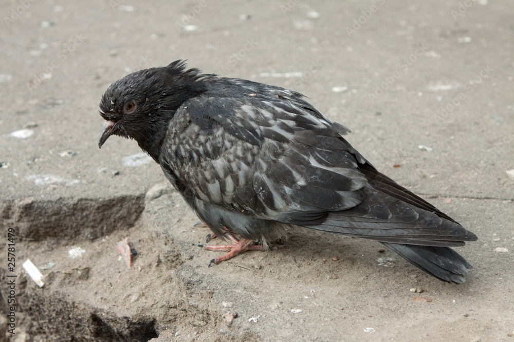 Fototapeta premium Голубь в городе