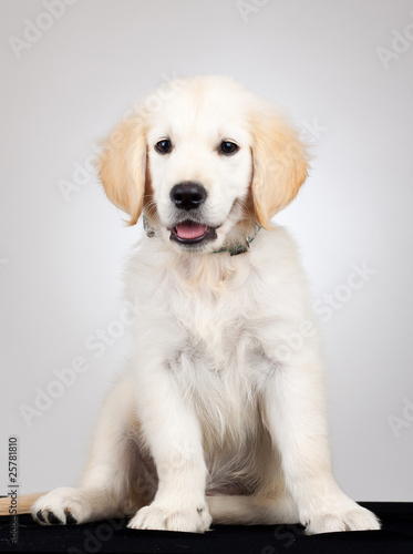 golden labrador retriever puppy © Viorel Sima