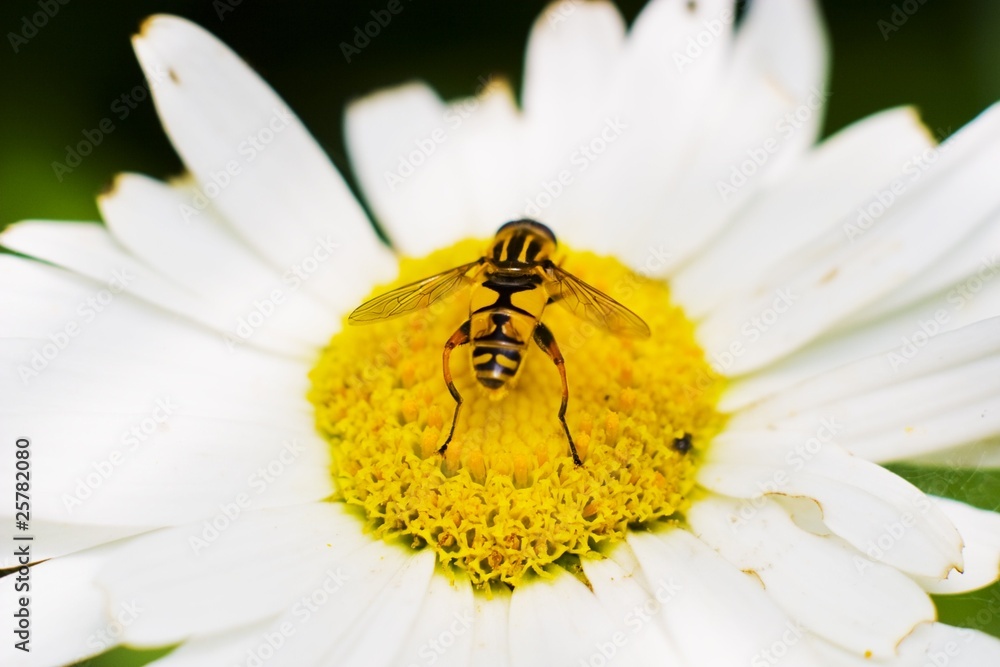 Obraz premium flowers