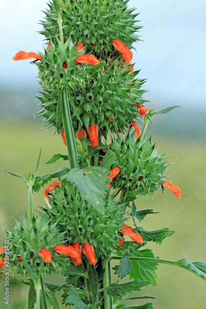 plante à boules épineuses, leonotis nepetaefolia Stock Photo | Adobe Stock