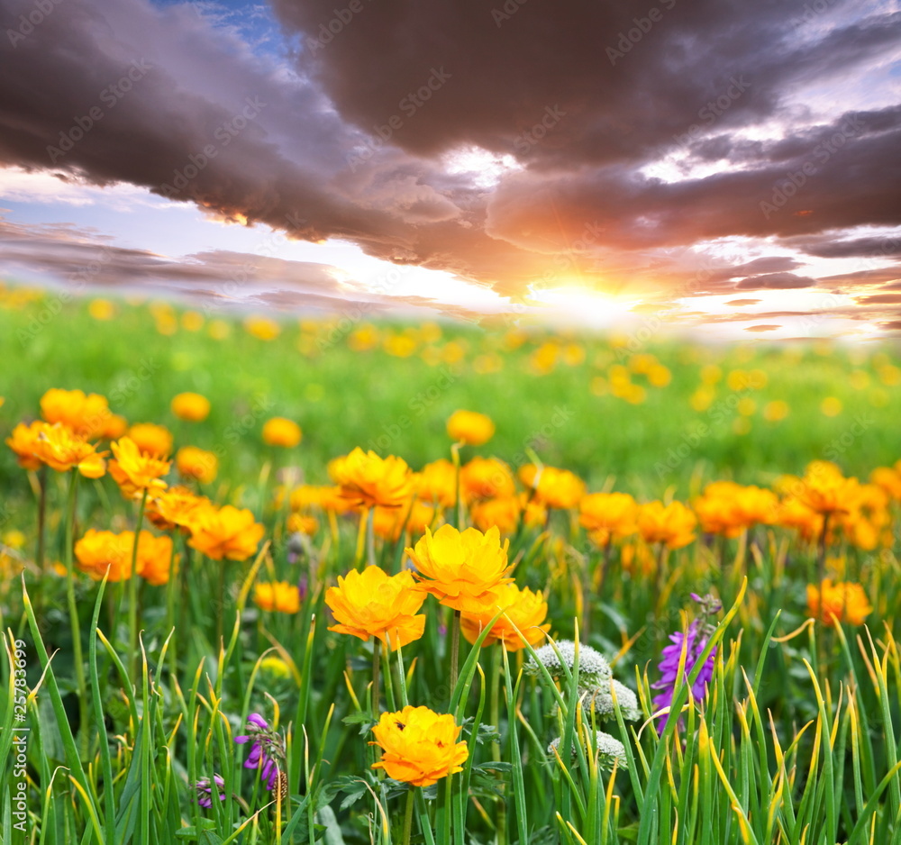 Fototapeta premium Meadow