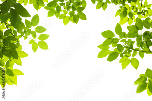 green leaves background