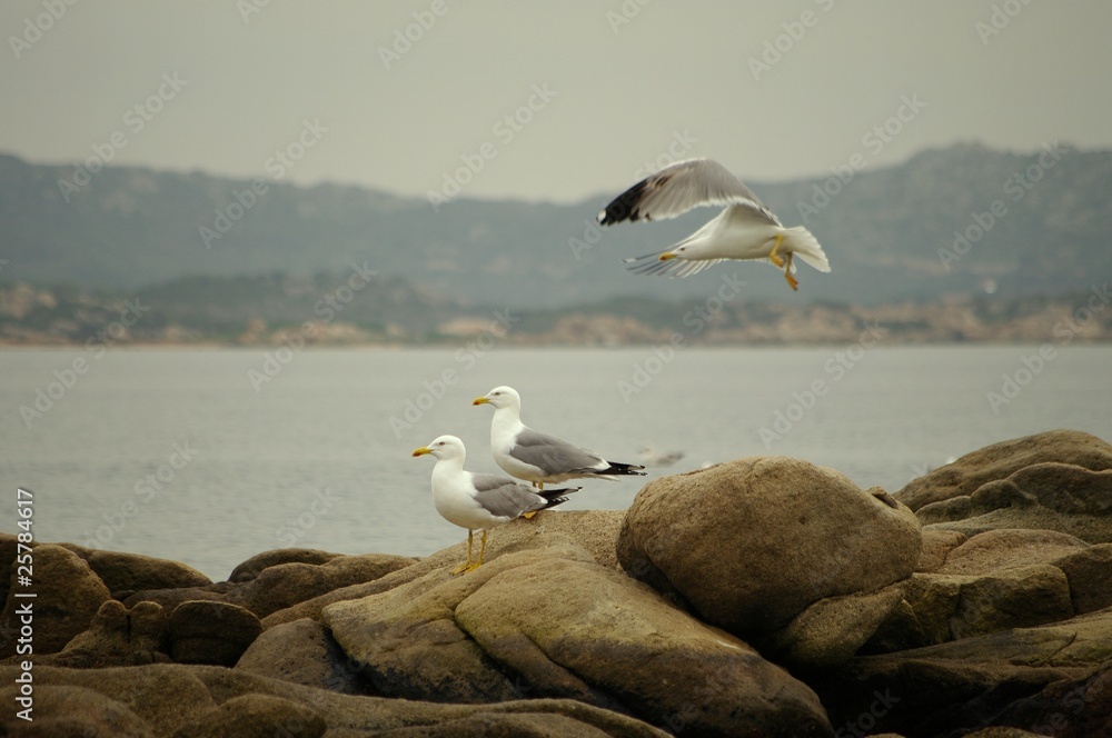 Fototapeta premium gabbiani gulls