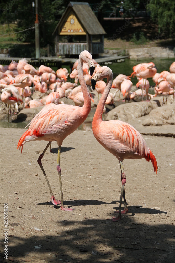 flamant rose flamant rose
